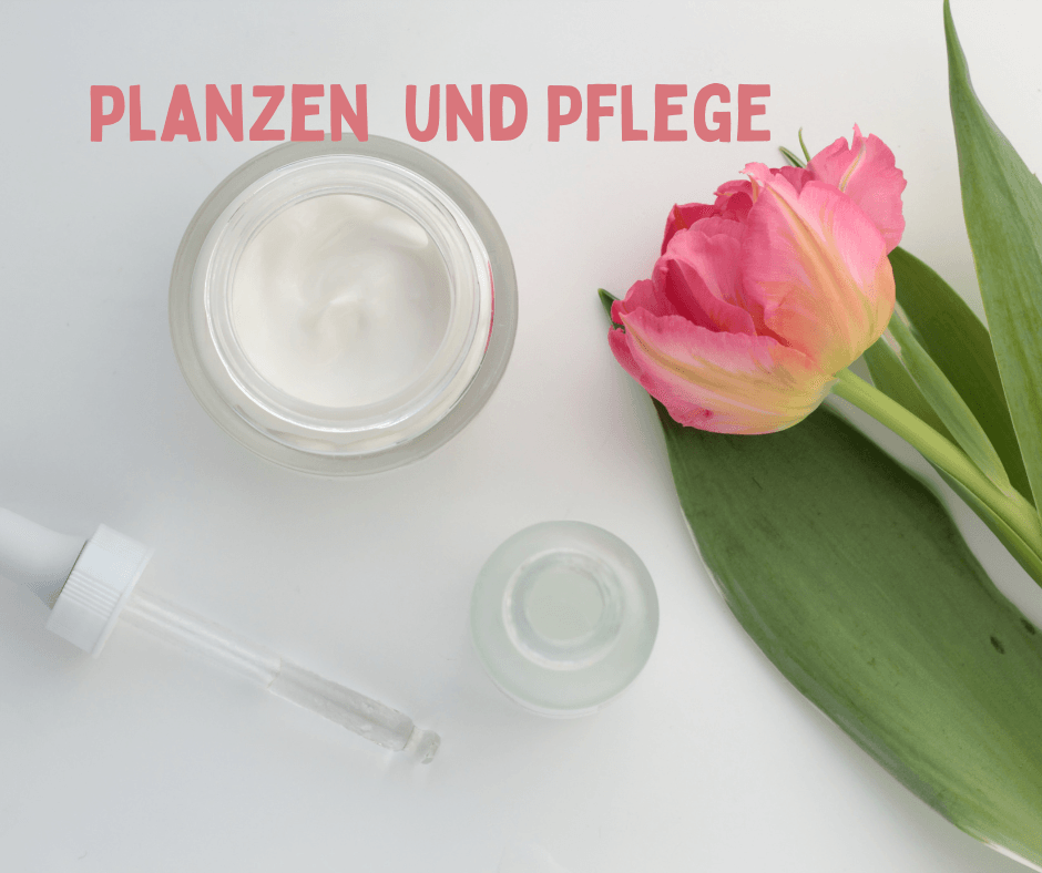tulpenpflege